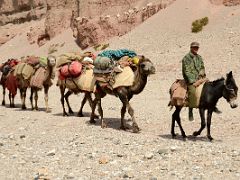 12 Camel Man Rides His Donkey Leading The Four Camels In Wide Shaksgam Valley Between Kerqin And River Junction Camps On Trek To K2 North Face In China
